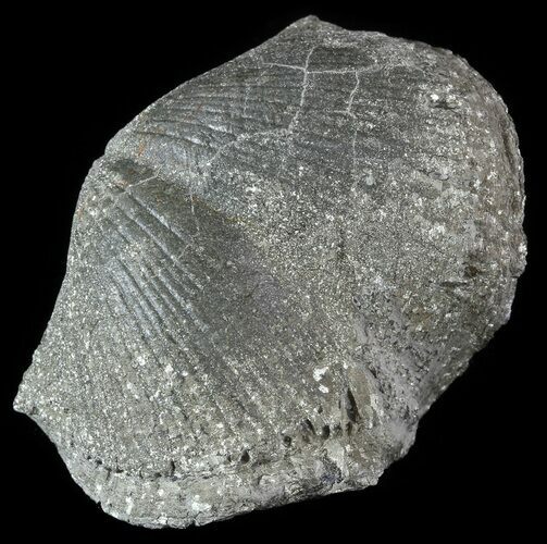 Pyrite Replaced Brachiopod (Paraspirifer) - Ohio #52709
